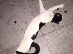 ホテル最寄りのユニオン駅の前に野良猫がくつろいでいました。
人懐こく近寄ってきます。