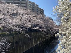 東京の家を出ると、桜の花の満開近くです。満開日に我が家にいず、満開の桜や多くの見物客を見ることができないことが心残りです。

前を流れる石神井川の桜並木は、川の両側にある歩道を覆っており、長くJR板橋駅を通りJR王子駅まで続いています。今年も花見客でにぎわう予定ですが、新型コロナウイルス対策の影響で、花見頃の週末外出は自制するように都知事から発言があるかもしれません。