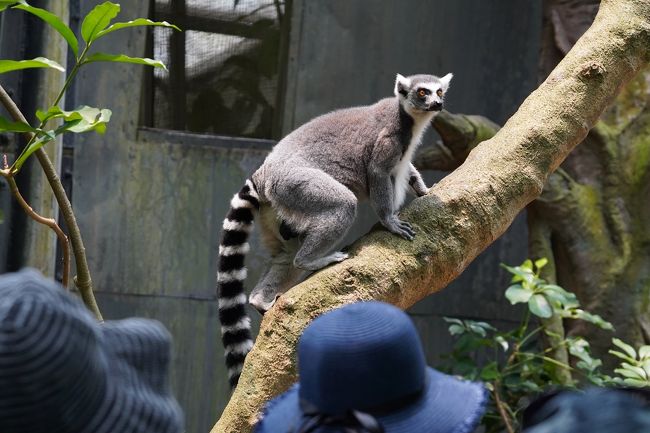 【レア希少】シンガポール動物園限定カワウソぬいぐるみ ナイトサファリ 2024｜シンガポールのナイトサファリのお土産を一覧化しました