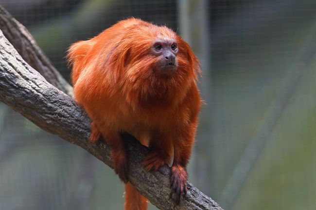 動物ずくめのシンガポールひとり旅 16 シンガポール動物園 儚い森の部 シンガポール シンガポール の旅行記 ブログ By しろんさん フォートラベル 動物ずくめのシンガポールひとり旅 16 シンガポール動物園 儚い森の部 シンガポール シンガポール の旅行記 ブログ By しろんさん フォートラベル