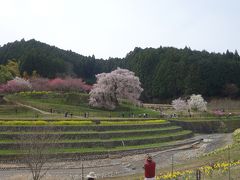 本郷の滝桜 又兵衛桜