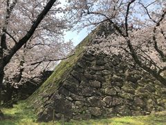 石垣と桜