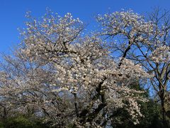 洗足池公園は、目黒区と大田区の区界にある清水窪湧水などを主な水源とする都内屈指の広さを有する淡水池のある公園です。