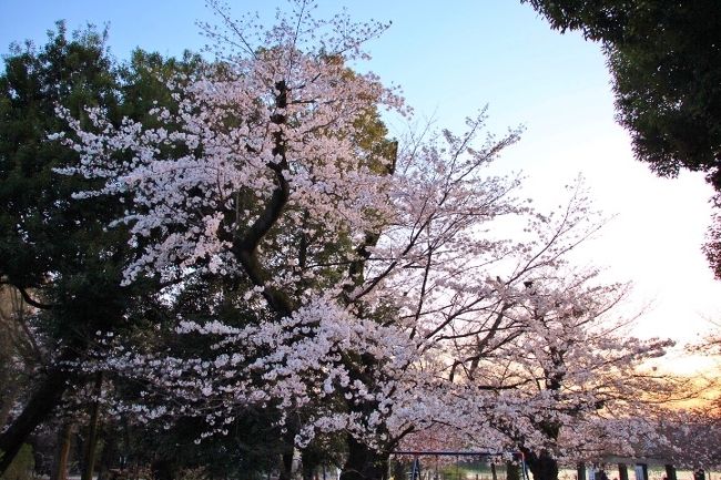 洗足池公園 お花見散歩 年3月 馬込 池上 東京 の旅行記 ブログ By 温泉大好きさん フォートラベル 洗足池公園 お花見散歩 年3月 馬込 池上 東京 の旅行記 ブログ By 温泉大好きさん フォートラベル