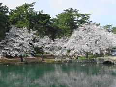 前橋は桜が満開ということで、昼食のお店の近くの「敷島公園」に寄り道してみました。
