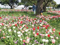 山下公園　球根ミックス花壇

チューリップ、スイセン、ムスカリなどの春咲き球根を混ぜてランダムにばらまく花壇。
市民（公園愛護会の皆さん）と植えたものです。