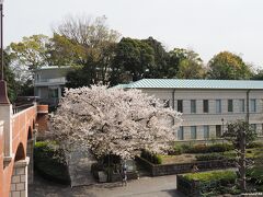 県立神奈川近代文学館と桜　霧笛橋の上から

ここにも立派な桜の木があります。