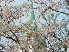 カトリック山手教会の桜

山手中央通りには教会が数多く並びますが、その中でも一番目を引く建物がここです。
駐車場に大きな桜の木が並んでいます。
一本はシダレサクラで既に花は終わっていましたが、ソメイヨシノは花吹雪でした。