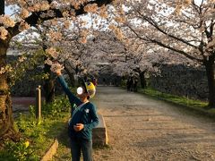 舞鶴公園の桜