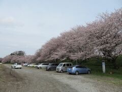 栃木県に向かう途中。

権現堂の桜堤。

4号線沿いの所は結構クルマが止まっていましたが、その東側はそんなにいませんでした。

ここで混んでいたら、クルマから写真を撮って終了です。

到着直前に流れてきたのが、希代のコメディアン・志村さんの訃報。