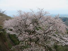 謙信平から。

関東平野と桜が一望できます。