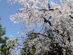 もう一度渓仙桜を眺めて。