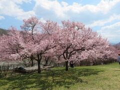 高遠湖のあたりの桜がきれいでした。

人がまばら（ござ敷いてる人もいたなぁ）だったので、クルマを停めて人を避けるように見てきました。
