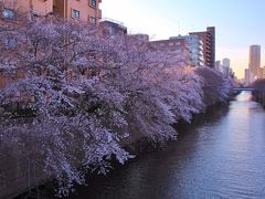 目黒川右岸の桜並木は満開に近い。