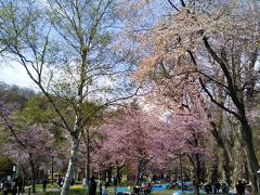 お隣の円山公園も桜の名所。