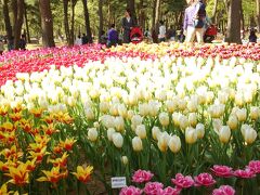 怒涛の渋滞の中、何とか臨時駐車場に停めて、ひたち海浜公園へ。

西口から入ると、きれいなチューリップ畑。
