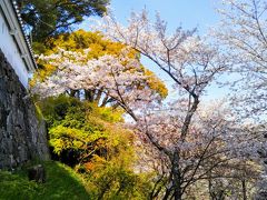 長崎空港に到着して、いちばん最初は近くの大村公園、玖島城跡へ。桜の名所です。