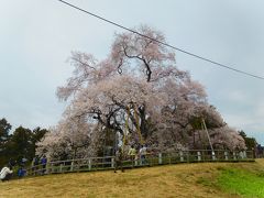 戸津辺の桜
