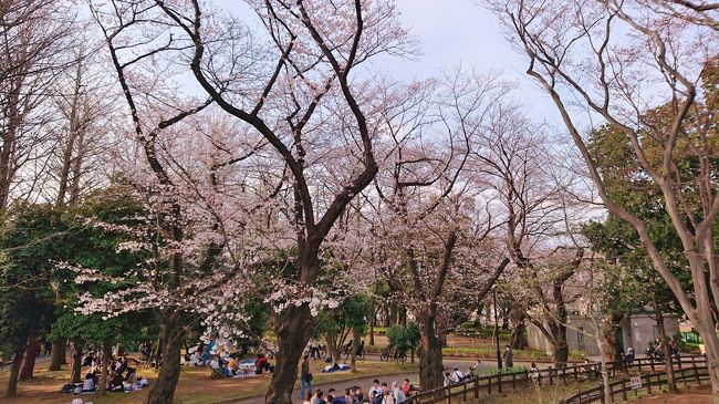 世田谷公園 林試の森公園などお花見散歩 年 三軒茶屋 駒沢 東京 の旅行記 ブログ By 温泉大好きさん フォートラベル