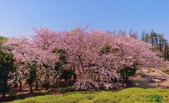 世田谷公園 林試の森公園などお花見散歩 年 三軒茶屋 駒沢 東京 の旅行記 ブログ By 温泉大好きさん フォートラベル