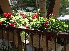 ゼラニウム。今日もきれいです。