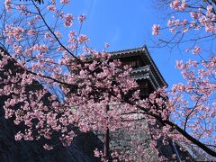 松山城観光。ボランティアガイドの方に歴史や建造物のポイントを聞きながら天守閣まであがっていきました。早咲きの桜が咲き始めていました。