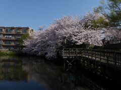 太岳院池と満開の桜