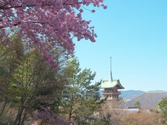 ここから高台寺です。天気最高！桜も満開！