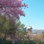 桜を撮りに京都へ＜午後は高台寺＞