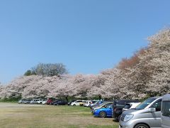 駐車場には待たずに入れました。
桜まつり期間中は有料ですが今年は中止なので無料です。