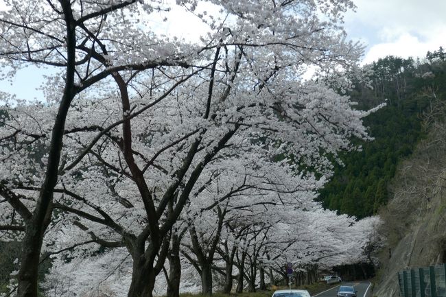 奥琵琶湖 湖西の桜 海津大崎の桜 奥琵琶湖ドライブウエーの桜 マキノ 滋賀県 の旅行記 ブログ By Sirabesuさん フォートラベル