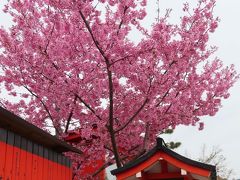 頼業は生前　桜が大好きだったらしく　
その廟には多くの桜が植えられました　
そのために建立当初より　
「桜の宮」と呼ばれていました

おお　おお　見事な桜！