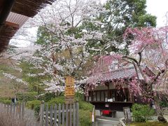 門内の桜は　とてもきれいでした　
釈迦如来と　阿弥陀如来の二つを祀るため　
【二尊院】という名前になったようです