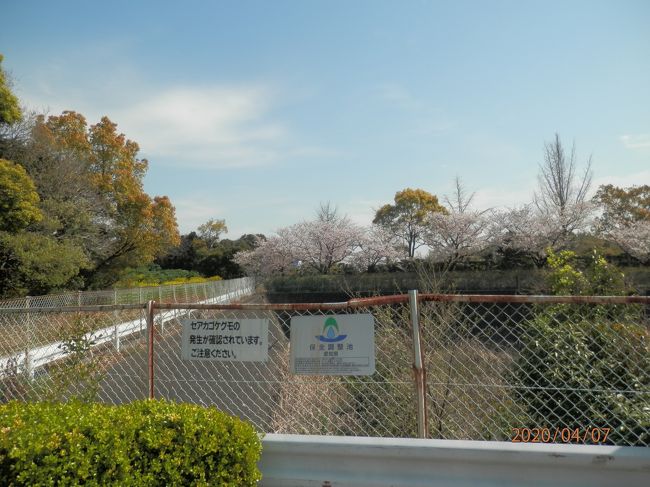 あまりのぽかぽか陽気で知北平和公園 知多 東浦 愛知県 の旅行記 ブログ By さいちゃんさん フォートラベル