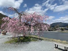 桂川沿いの桜の名所・嵐山公園（中ノ島公園）を渡月橋方面に。