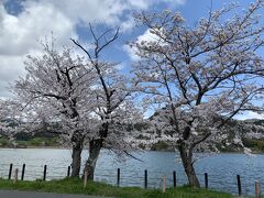 天龍寺を出発して金閣寺方面に行く途中の広沢池の桜も満開でした。