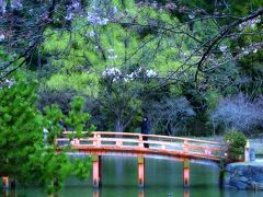 　阿弥陀堂に向かう太鼓橋。ほんのりと桜の枝もちらりほらり。このくらいが此処にはよろしいのでしょうね。

●白水阿弥陀堂　願成寺（しらみずあみだどう）
・拝観時間　4月～10月　8：30～16：00（閉門）
　　　　　 11月～ 3月    8：30～15：30（閉門）
　　　　　＊拝観受付は閉門15分前まで
・拝観料　個人：大人500円・小学生300円・未就学児無料
　　　　　団体：20名以上1割引・100名以上2割引
　　　　　＊学生団体料金あります
・定休日　毎月第４水曜日
　　　　　＊法会その他にて休寺日あり。確認の上来訪。
・住所　　福島県いわき市内郷白水町広畑２２１（白水阿弥陀堂）
・電話　　0246-26-7008（電話）
　　　　　0246-26-7722（ＦＡＸ）
詳しくは　http://shiramizu-amidado.org/