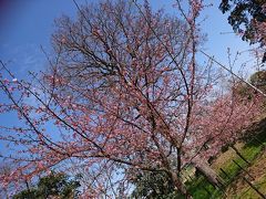 幸手権現堂
３月    河津桜