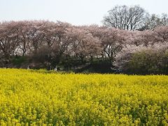 のんびりお散歩