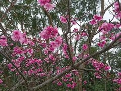 河津桜よりも  濃いめ  