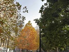 街路樹も色づき秋っぽくなっています
