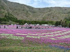 今回のツアーのメインのひとつが富士芝桜まつりです。

芝桜のじゅうたん初めてですが、きれい！