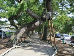 神の道。

海辺から美穂神社への参道になります。

途中、極端に傾いている松がありました。