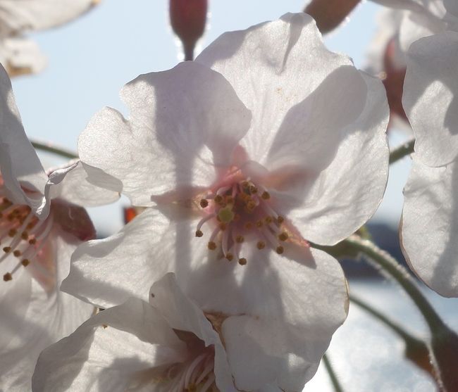 新海 桜 オシ10 Stg Origin Aegpresents Com