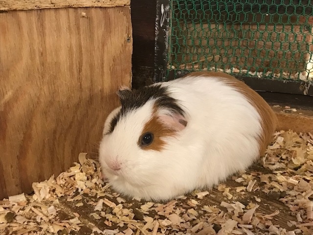 伊豆シャボテン動物公園でシャボテンと動物たちに癒されてきた 富戸 一碧湖 城ヶ崎 静岡県 の旅行記 ブログ By ミーヌさん フォートラベル