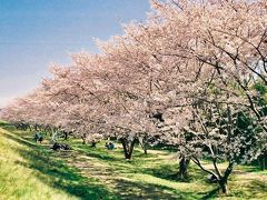 笠原桜公園を再訪する。

笠原桜公園　14：06（4.8km・30.7km・40.0km/h）
　　　　　　14：54