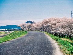 笠原の桜と三上山（近江富士）、その①。