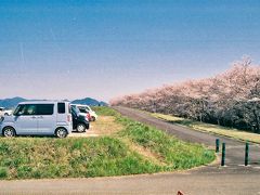 笠原の桜、その26。