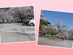 桜トンネル近くの駐車場に車を停め、歩き出しました。