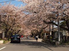 谷中霊園の桜並木８４月４日）
遠目には彩褪せもなくまだまだきれいです♪
